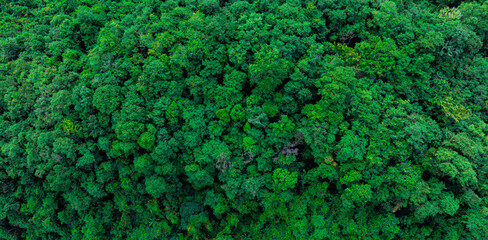 aerial view of dark green forest Abundant natural ecosystems of rainforest. Concept of nature...