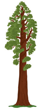 Giant Sequoia Tree