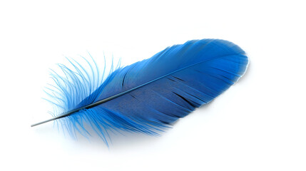Blue feather isolated on white background. Close up,Fluffy queen blue electric color bird feather decorative style in studio isolated on the white
