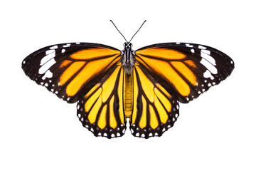 A Vibrant  Mornach Butterfly