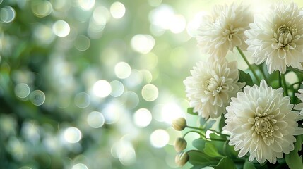 A tranquil display of white chrysanthemum flowers against a soft bokeh backdrop.