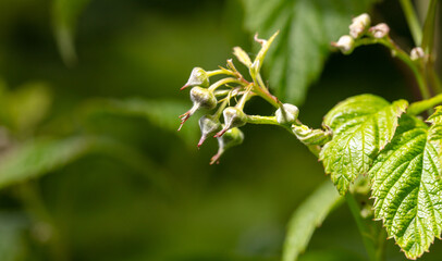 Close-up of closed flowers on a raspberry in spring. Macro