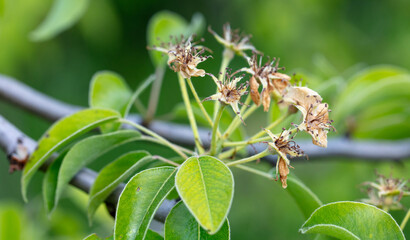 Dried flowers on a pear in spring. Macro