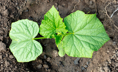 Cucumber shoots in the soil in the garden. Spring
