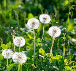 Fluffy dandelions in nature in spring