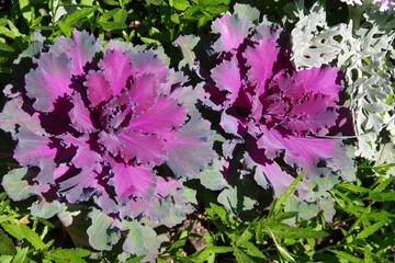 Flowering purple cabbage brassica oleracea kale