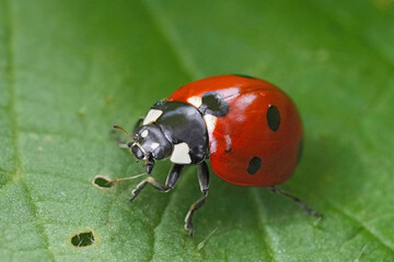 Fototapeta premium Closeup on a seven spotted ladybird, beetle , Coccinella septempunctata sitting on a green leaf