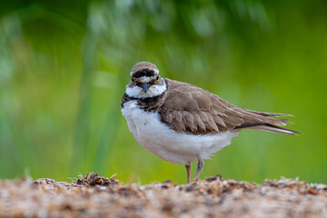 Charadrius dubius (little-ringed plover) posting in nature of Turkey