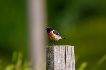 European stonechat (Saxicola rubicola) perched in a branch with strong background blur