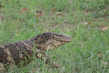 lizard on the ground