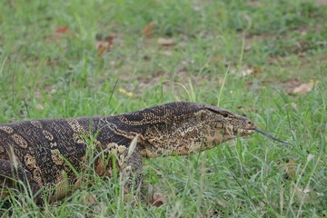 alligator