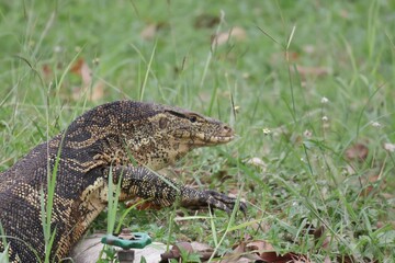 lizard on the grass