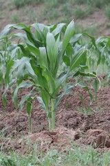 Obraz premium onions growing in the garden