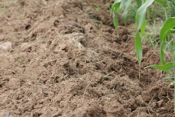 onion in the field