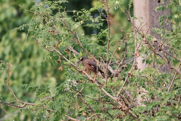 squirrel in the forest