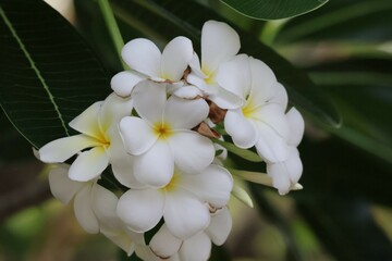 Obraz na płótnie Canvas white magnolia flowers
