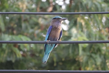 common kingfisher perched on a branch