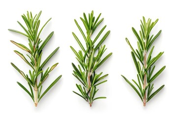 Fototapeta premium set of rosemary leaf isolated on the white background