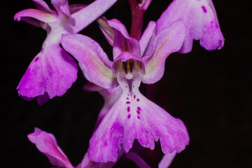 Flower of the Troodos orchid (Orchis troodi) in frontal view, Cyprus