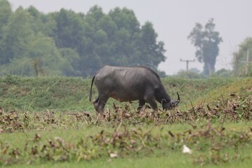 buffalo grazing in the field