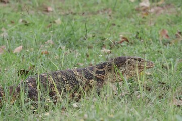 lizard in the grass