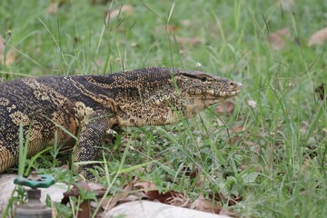 crocodile in the grass
