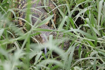 Obraz premium dew on the grass