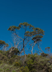 Eucalyptus trees against blue sky at Brown Beach, Kangaroo Island, Australia