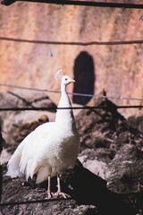 bird in zoo