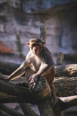 japanese macaque sitting on a tree