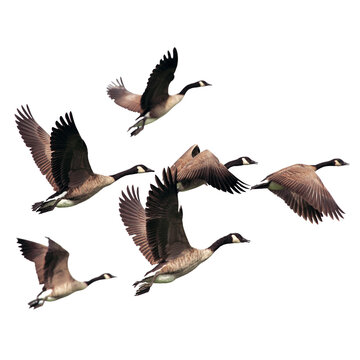 Flying geese png cut out, bird, animal graphic on transparent background