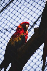 parrot in cage