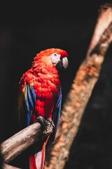 parrot in tree