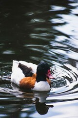 duck in lake
