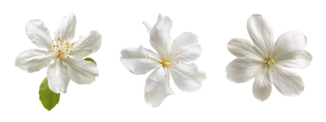 Jasmine flowers collection isolated on a transparent cut-out, flower PNG
