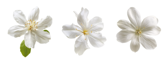 Jasmine flowers collection isolated on a transparent cut-out, flower PNG