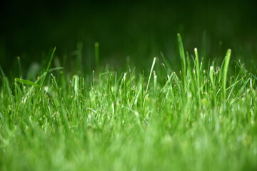Fokussierte Nahaufnahme einer grünen Fußball-Rasenfläche im Sonnenlicht. Boden Musterfläche für Meister Gras Saat.