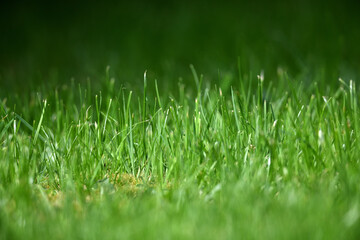 Defokussierte Nahaufnahme einer grünen Sport Fußball Rasenfläche im Sonnenlicht. Testfläche für Gras Saat mit Mikroklee.