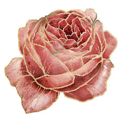 Cabbage rose flower sticker overlay with gold elements