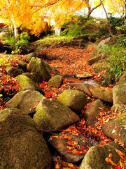モミジの紅葉の枯れ葉の散った秋の涸れた川風景