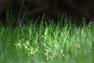 Fokussierte Nahaufnahme einer frischen Rasenfläche im Sonnenlicht. Boden Musterfläche für Gras Saat.