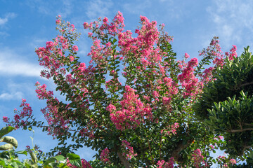 夏の青空に映えるピンクのサルスベリ