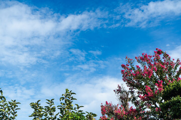 真夏の青空の下で咲く、赤いサルスベリの花