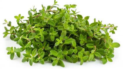 thyme, a popular herb. Its tiny, bright green leaves look fresh and healthy against a white background.