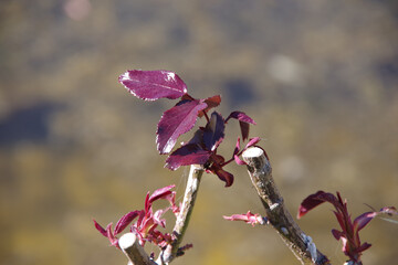 First leaves of a rose in spring