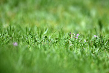 Fokussierte Nahaufnahme einer grünen Rasenfläche und Wiese im Sonnenlicht. Boden Musterfläche für Gras Saat.