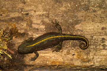 Closeup on a rarely photographed European hybrid newt species , a female Triturus blasii with a...