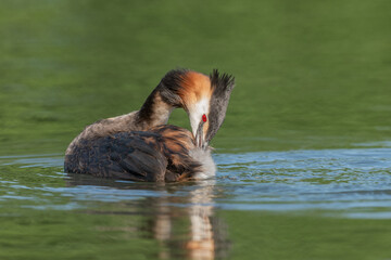Great Crested Grebe (Podiceps cristatus) on a river.