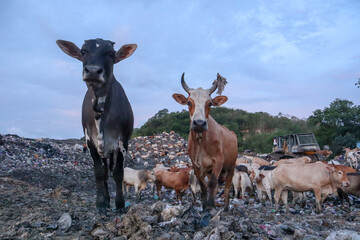 The cows in the municipal garbage shelter at piyungan landfill, Yogyakarta Indonesia