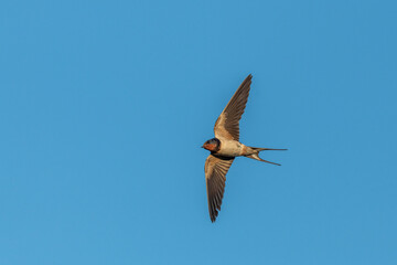 Barn Swallow (Hirundo rustica) chasing insects in flight.